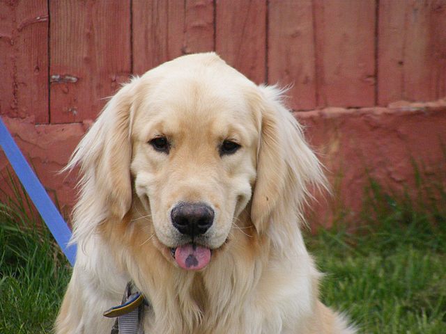 Naissance de Jack, Notre chien