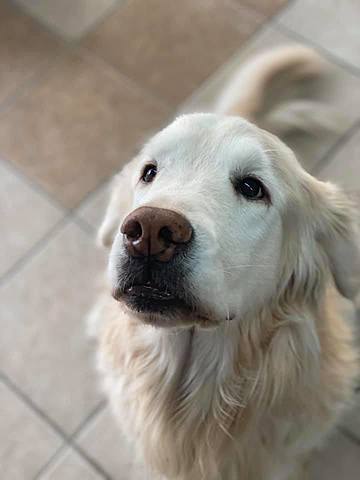 Mort de Jack, notre chien