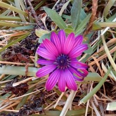 Timeline: DE LOS ÚLTIMOS DESCUBRIMIENTOS REFERIDOS AL ADN