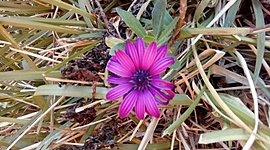 Timeline: DE LOS ÚLTIMOS DESCUBRIMIENTOS REFERIDOS AL ADN