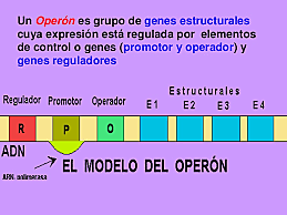 FRANCOIS JACOB Y JACQUES MONOD  PROPONEN EL MODELO DEL OPERON