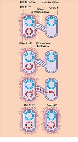 JON GORDON Y FRANK RUDDLE LOGRAN LA TRASNFERENCIA DE GENES