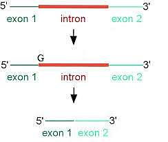 THOMAS CECH Y SIDNEY ALTMAN DESCUBREN EL ARN AUTOCATALÍTICO