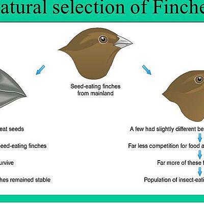 Timeline: Charles Darwin, (Feb 1809-Apr 1882)