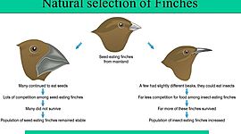 Timeline: Charles Darwin, (Feb 1809-Apr 1882)