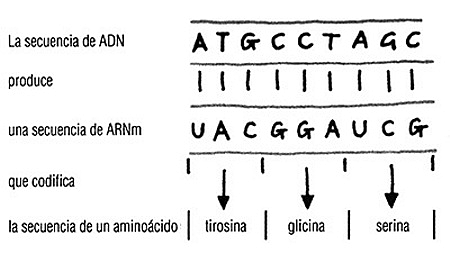 ALLAN MAXAM Y WALTER GILBERT PROPUSIERON UNA SECUENCIACIÓN DEL ADN