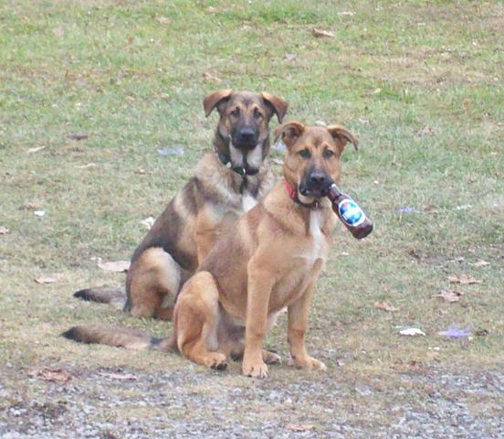 Déménagement avec les chiens