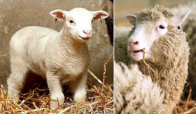 Nace oveja Dolly