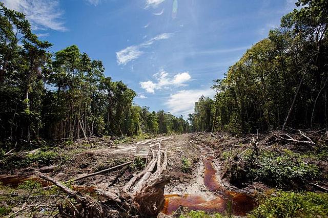 Incendios de la Amazonia