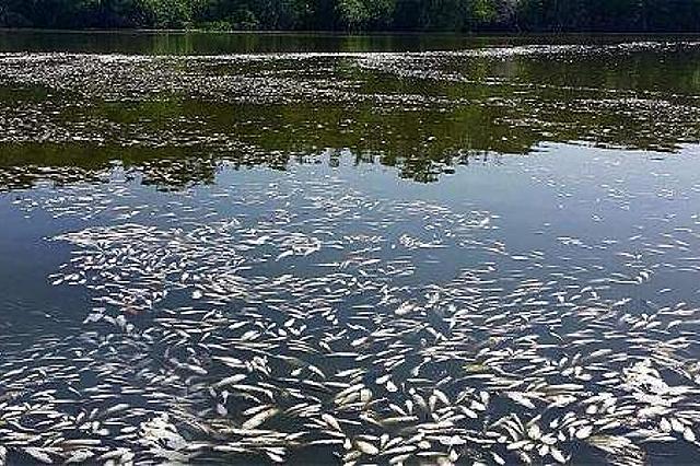 Tragedia de la Cienaga de Pajaral