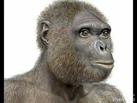 Ardipithecus ramidus