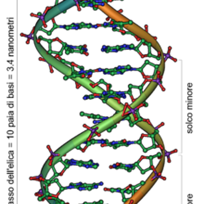 Timeline: la scoperta del  DNA