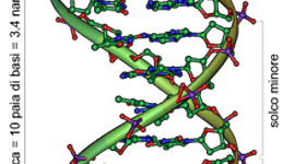 Timeline: la scoperta del  DNA