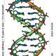 Dna overview it