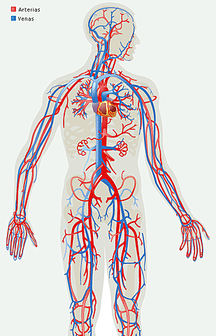 Circolacio de la sang