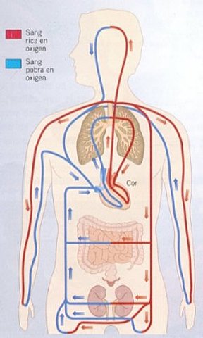 Circulació de la sang