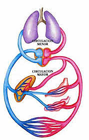 Circulació de la sang 1553