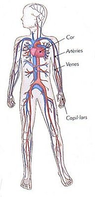 Circulació de la sang (primer en descriure-la)