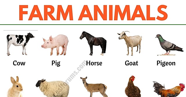 Animals