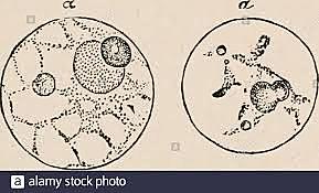 Isolamento della nucleina