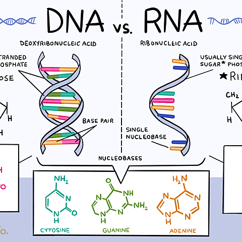 Acidi nucleici e proteine