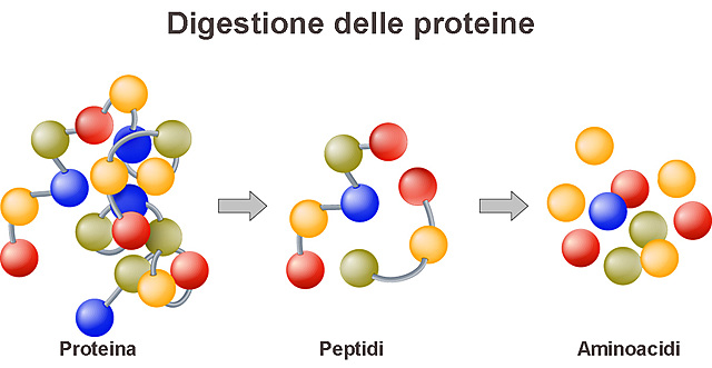 Studio delle proteine