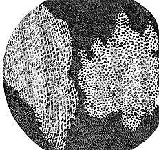 Premier description de la cellule