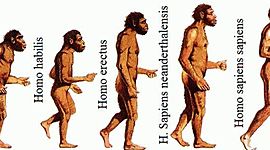 Timeline: Evolución de los homínidos