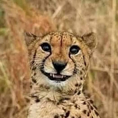 Timeline: Blanca Rodríguez