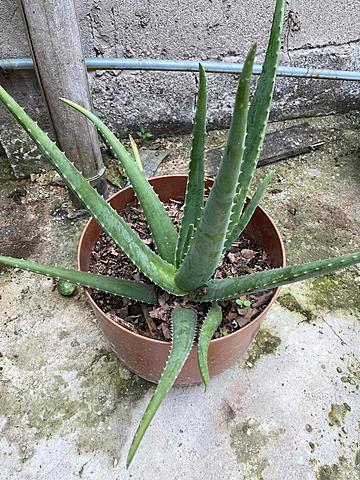 Tercera semana. Sábila