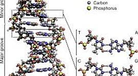 Timeline: storia del DNA