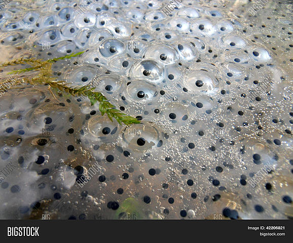 La Primera Práctica de la Clonación