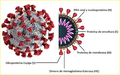 Los Primeros Animales Transgénicos por Virus