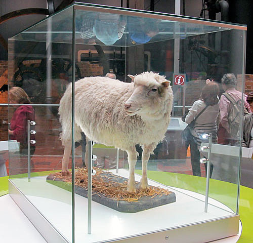 1996 - Dolly the sheep is cloned