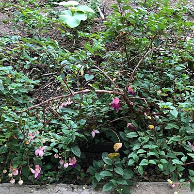 Timeline: Polinización  de penas penas