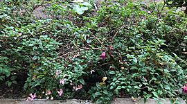 Timeline: Polinización  de penas penas