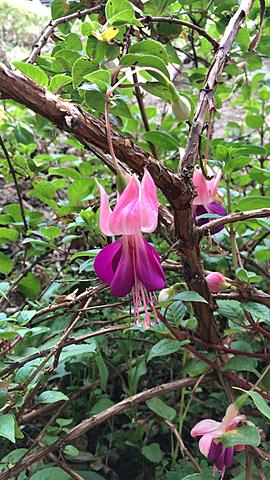 Polinización  de penas penas