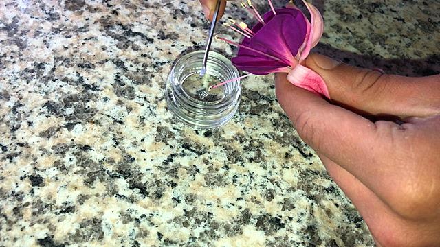 Polinización  de penas penas