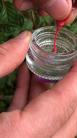 Polinización  de penas penas