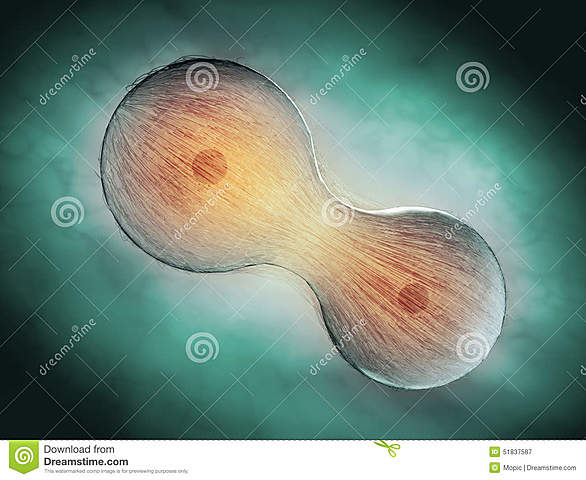 Descripcion de la mithose