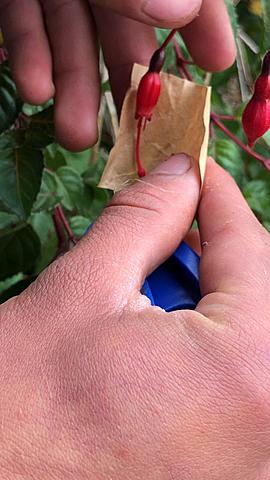 Polinización  de penas penas