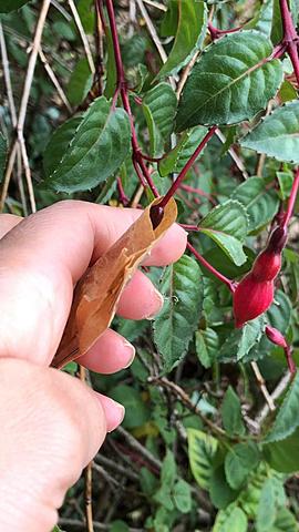 Polinización  de penas penas