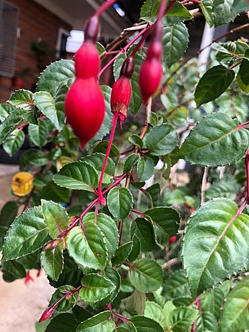 Polinización  de penas penas