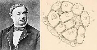 Theodor Schwann (TERCER POSTULADO Y CUARTO POSTULADO)
