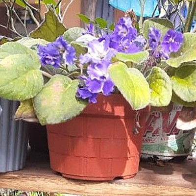 Timeline: Planta de Violeta Odorata