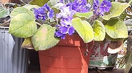 Timeline: Planta de Violeta Odorata