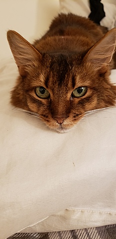 Mon petit chat Cachemire