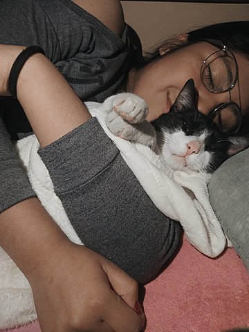 Mi gato se va de la casa.