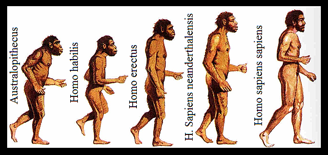 Aparico homo habilis