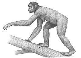 Inici ardipithecus ramidus